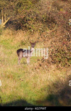 A subadult dark form Fallow Deer (Dama dama) seen on the Chiltern Hills during a sunny autumn afternoon Stock Photo