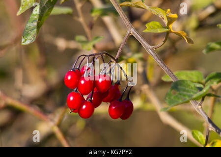 Solanum dulcamara berries shining in the autumn sun. Stock Photo