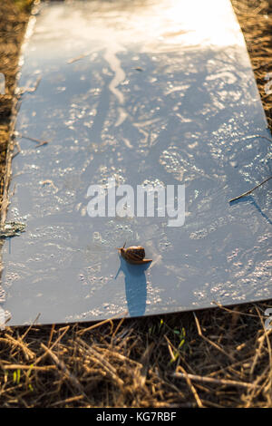 Snail crawling in early morning on metal mirror surface - garbage in nature  - ecology hazard Stock Photo