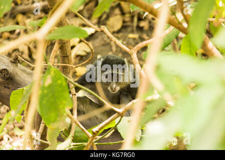 Blue Monkey peering out of the undergrowth Lake Manyara, Tanzania Stock Photo