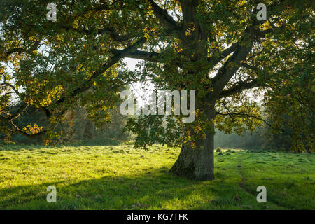 Old oak tree in the West Sussex countryside, England. Stock Photo