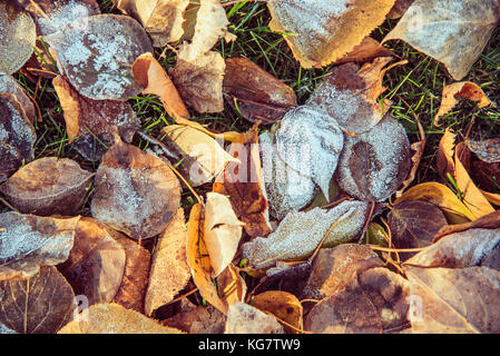 top view for many autumn leaves with hoar in november morning Stock Photo