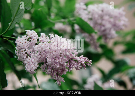 Syringa persica, the Persian lilac in the city yard Stock Photo