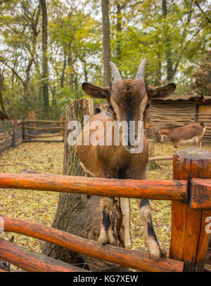 close muzzle of a young brown goat stands on a wooden fence... Stock Photo