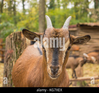 a young brown goat stands on a wooden fence Stock Photo