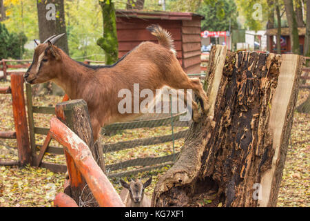 close muzzle of a young brown goat stands on a wooden fence... Stock Photo