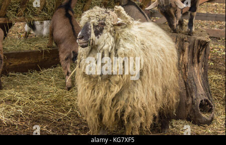 Angora goat, a lot of white wool, wool rolled into dreadlocks stand on the land Stock Photo