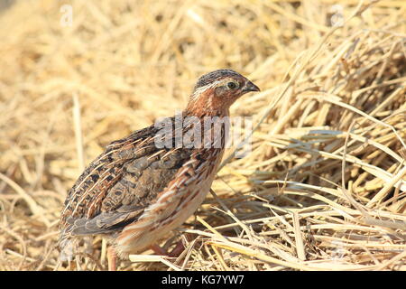 Japanese quail (Coturnix japonica) male in Japan Stock Photo