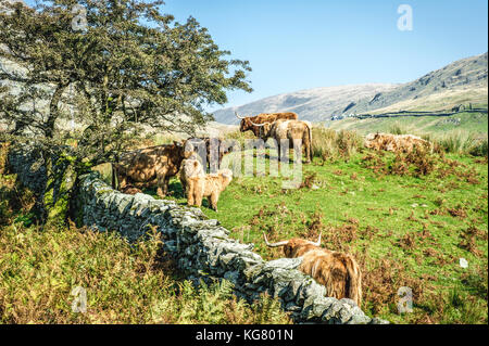 Herd of highland cattle standing in a field in the Lake District National Park Stock Photo