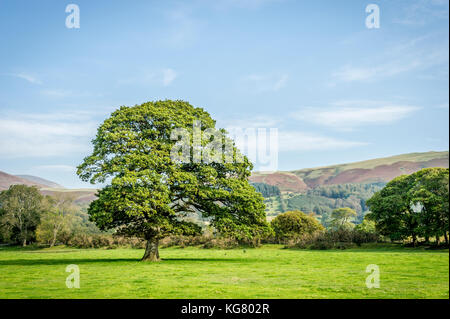 Oak tree standing alone in a meadow in the Lake District Stock Photo