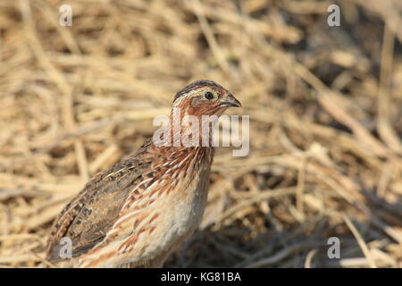 Japanese quail (Coturnix japonica) male in Japan Stock Photo