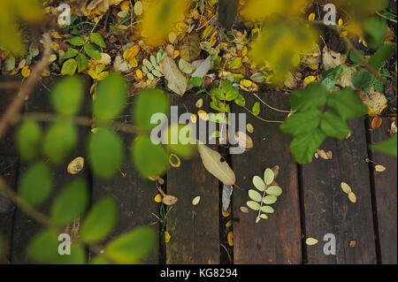 Autumn leaves lying on the edge of the wooden walkway. Stock Photo
