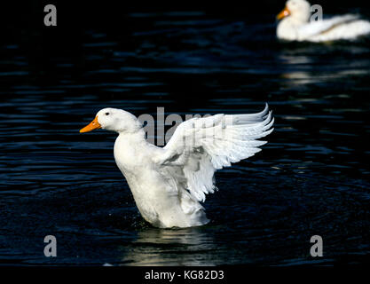 White duck with opened wings on a black background. Stock Photo