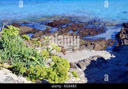Crithmum maritimum, samphire, rock samphire, sea fennel, southern europe, Sardinia, Italy Stock Photo