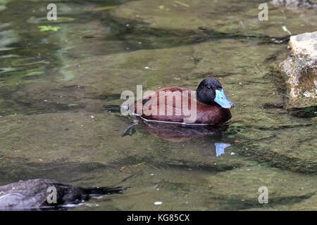 A male Argentine Lake Duck (Oxyura vittata) on a lake in Southern England Stock Photo