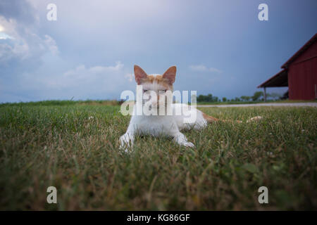 A cat lays in a meadow on a farm in Sherwood, Wisconsin as stormclouds gather in the background. Stock Photo