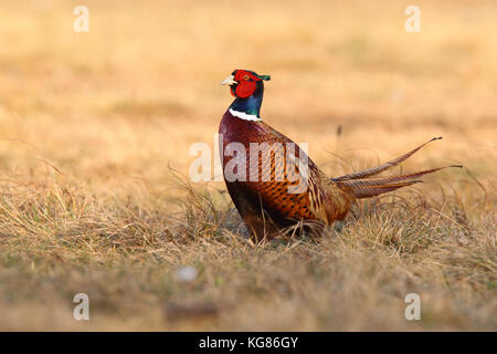 Common pheasant - hunting prey Stock Photo