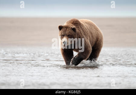 A huge Alaska brown bear, or grizzly, walking through the shallow coastal waters of the Alaska peninsula, with a sandy beach background. Stock Photo