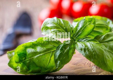 Basil. Fresh green basil leaves with tomatoes. Stock Photo