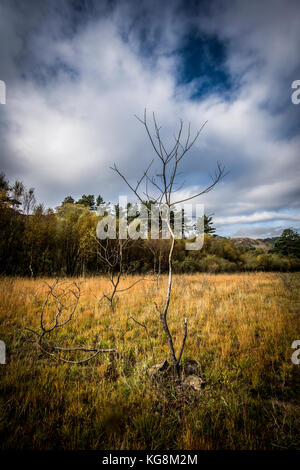 A dead tree stands alone in a field near Thirlmere in the Lake District National Park, Cumbria Stock Photo