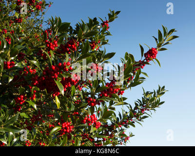 Section of holly tree, Ilex rotunda, with berries against a pure blue sky. Suffolk ,England Stock Photo