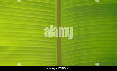 Pattern of banana leaf for background or textures. Stock Photo