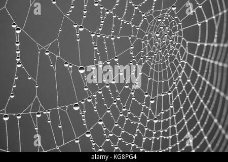 Spiders web covered in early morning dew at Studley Royal,Ripon,North Yorkshire,England,UK. Stock Photo
