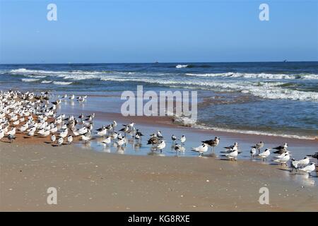 Seagulls on the beach, Ormond Beach, Florida, USA Stock Photo