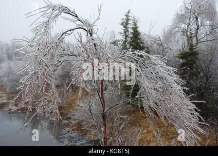 Trees covered in ice, and bent over from the weight, following an ice storm, Conception Bay South, Newfoundland Labrador, Canada. Stock Photo