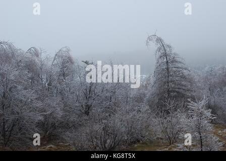 Trees covered in ice, and bent over from the weight, following an ice storm, Conception Bay South, Newfoundland Labrador, Canada. Stock Photo