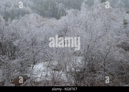 Ice storm in Conception Bay South, NL, Canada. Heavy Ice buildup on trees. trees bent over from the weight of the weight., freezing fog in the air. Stock Photo