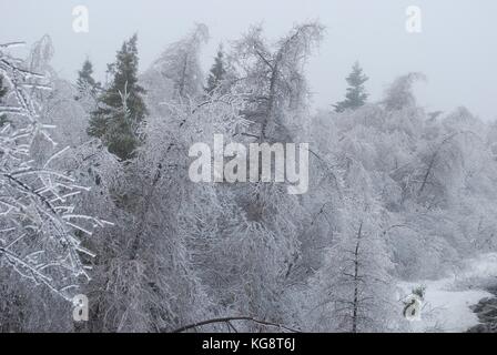 Ice storm in Conception Bay South, NL, Canada. Heavy Ice buildup on trees. trees bent over from the weight of the weight., freezing fog in the air. Stock Photo