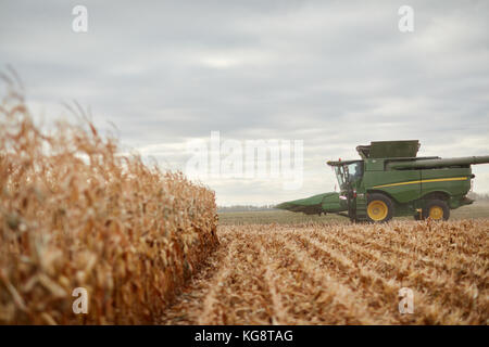 Partly harvested maize field with a combine harvester driving through it in the background with raised cutter bar viewed across stubble Stock Photo