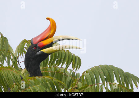 A Rhinoceros Hornbill in the treetops in the Genting Highlands, Malaysia Stock Photo
