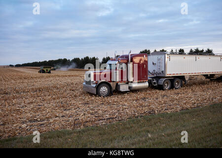 Semi and trailer waiting in a partly harvested maize field to transport crops when the combine harvester offloads Stock Photo