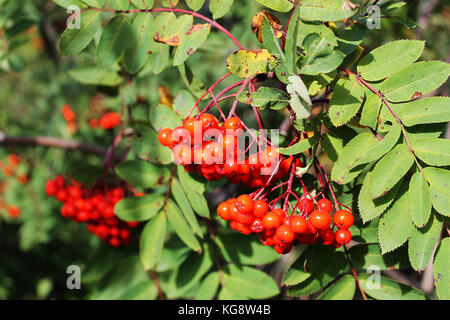 Dog berries hanging from the branches of a Dogberry tree (American ...