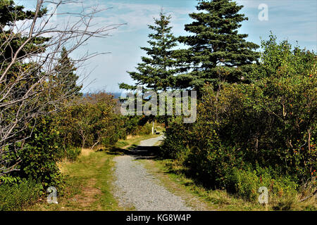 Tree lined hiking trail, Signal Hill, St. John's, Newfoundland, the Atlantic ocean is visible in the distance. Stock Photo