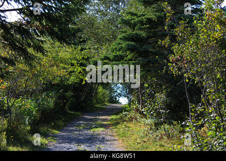 Tree lined hiking trail, Signal Hill, St. John's, Newfoundland and Labrador Stock Photo