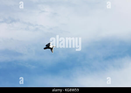 Seagull flying across a blue sky with light cloud Stock Photo