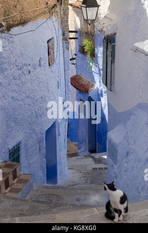 A cat in blue-walled Chefchaouen's medina, Morocco Stock Photo