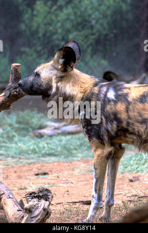 African Wild Dog - Lycaon pictus Captive Stock Photo