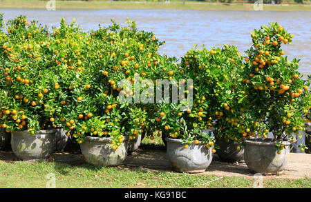 a lot of kumquat trees for sale before Tet - Vietnamese New Year Stock Photo