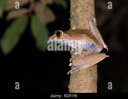 A White-lipped Bright Eyed Frog (Boophis albilabris) on a tree branch. Madagascar, Africa.