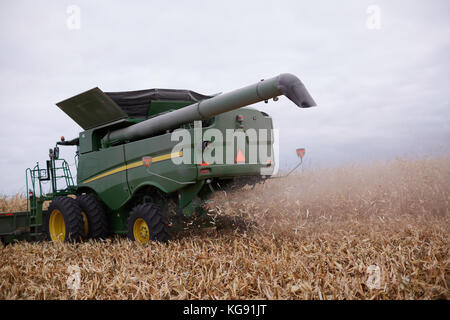 Rear view of a combine harvester cutting maize during the autumn harvesting with clouds of dust and chaff viewed over stubble Stock Photo