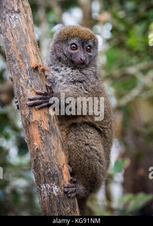 An Eastern Lesser Bamboo Lemur (Hapalemur griseus), or Grey Bamboo Lemur,on a tree. Madagascar, Africa. Stock Photo