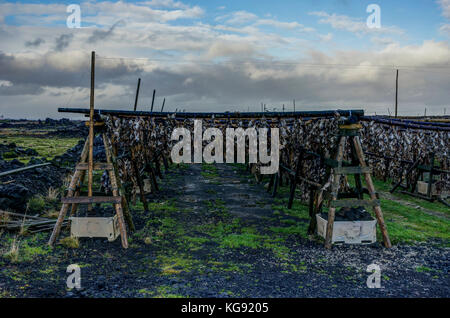 Outdoor drying of cod fish in Iceland Stock Photo