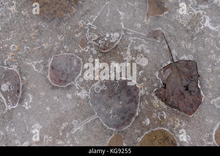 Aspen Leaves Frozen in Ice Stock Photo