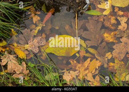 orange and yellow leaves in a puddle in the water and along the edge of a green grass in the auturm Stock Photo
