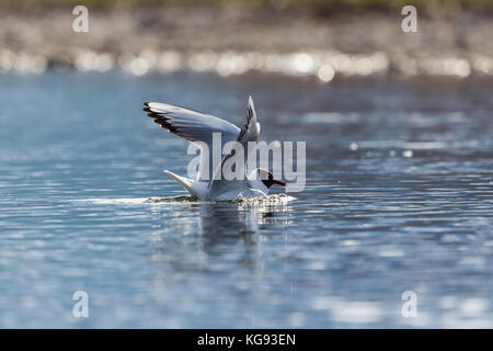 natural black-headed gull (Larus ridibundus) swimming spread wings Stock Photo