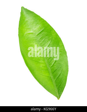 Lemon leaf isolated  on white background with clipping path Stock Photo